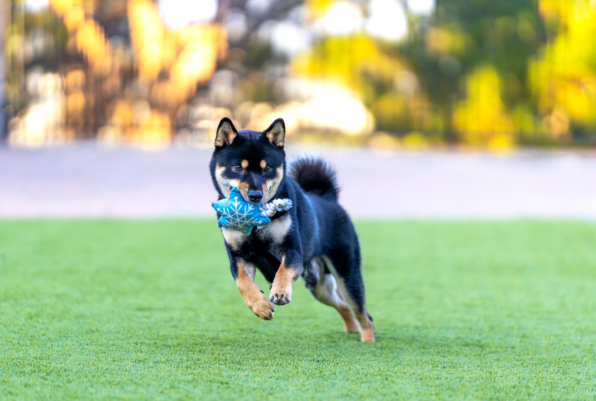 Black and tan Shiba Inu running across the grass with a blue toy, all four paws visible