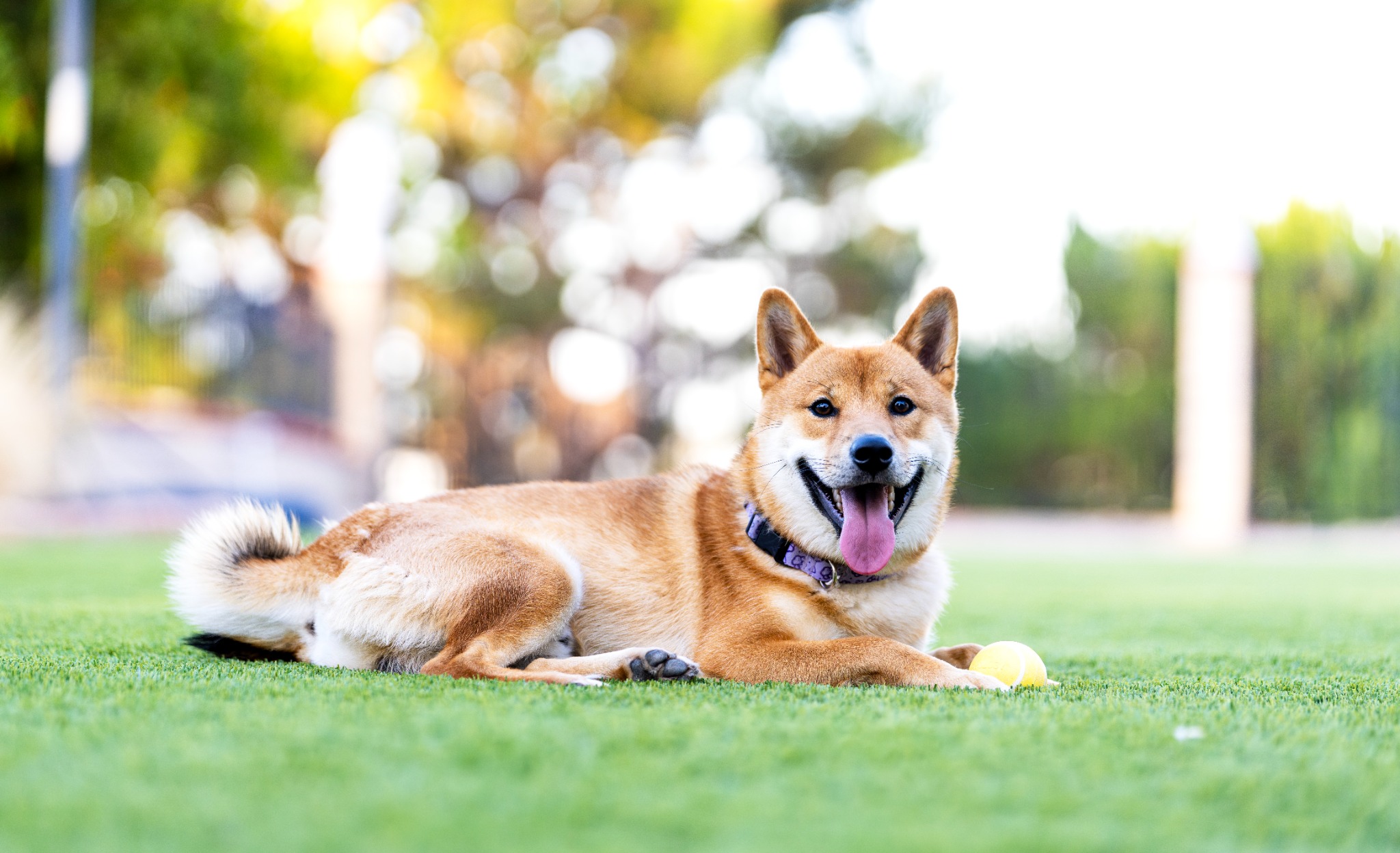 Tan Shiba Inu resting on green grass beside a tennis ball in soft afternoon light
