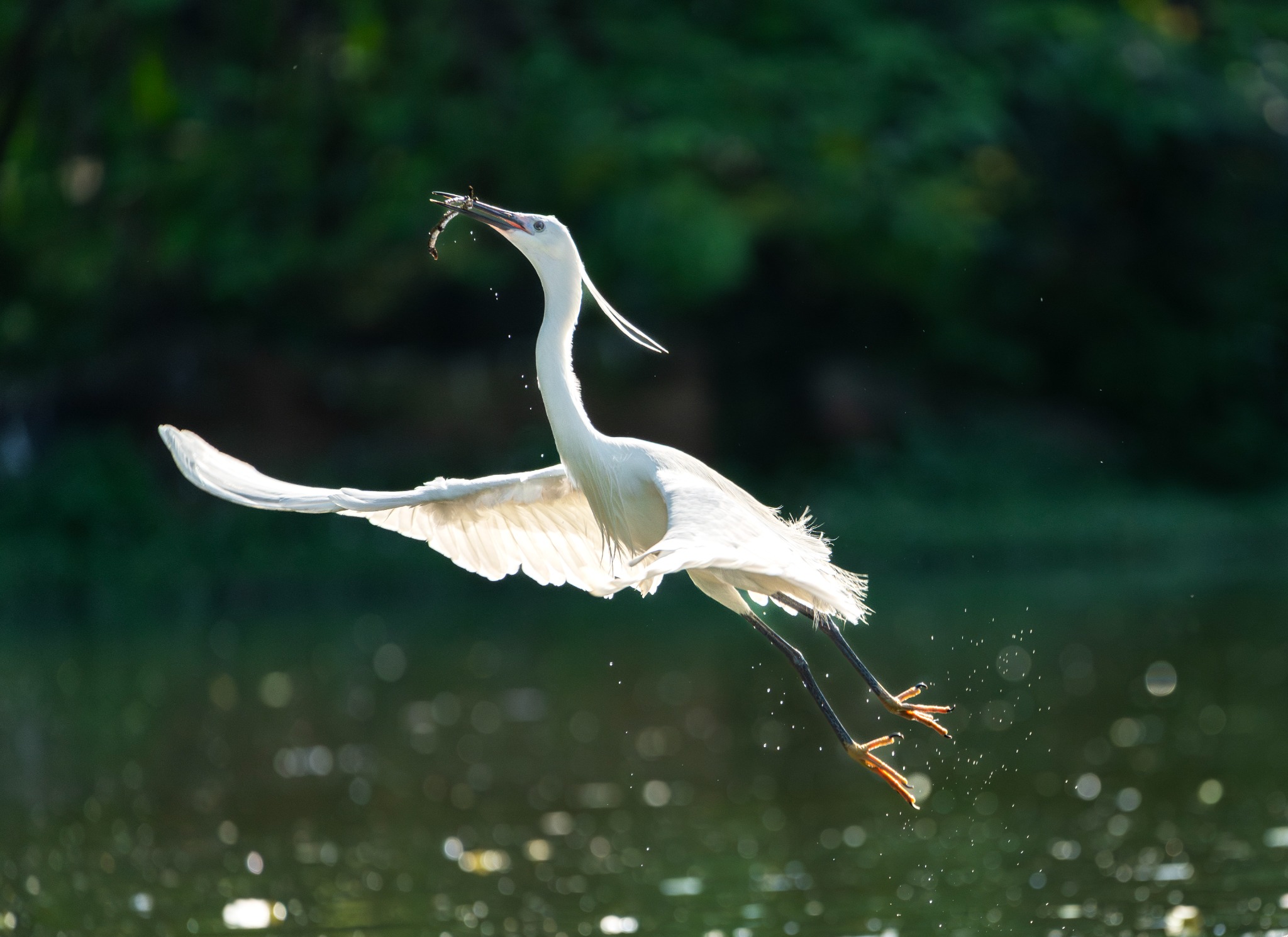 White heron lifting from the water with a small catch in its beak