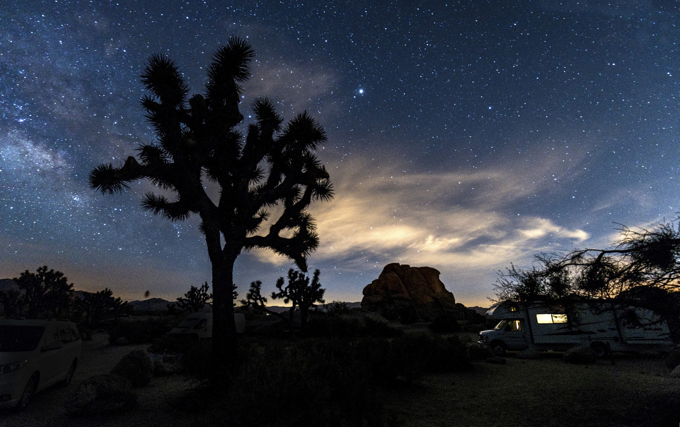 Joshua tree silhouetted against twilight and emerging stars