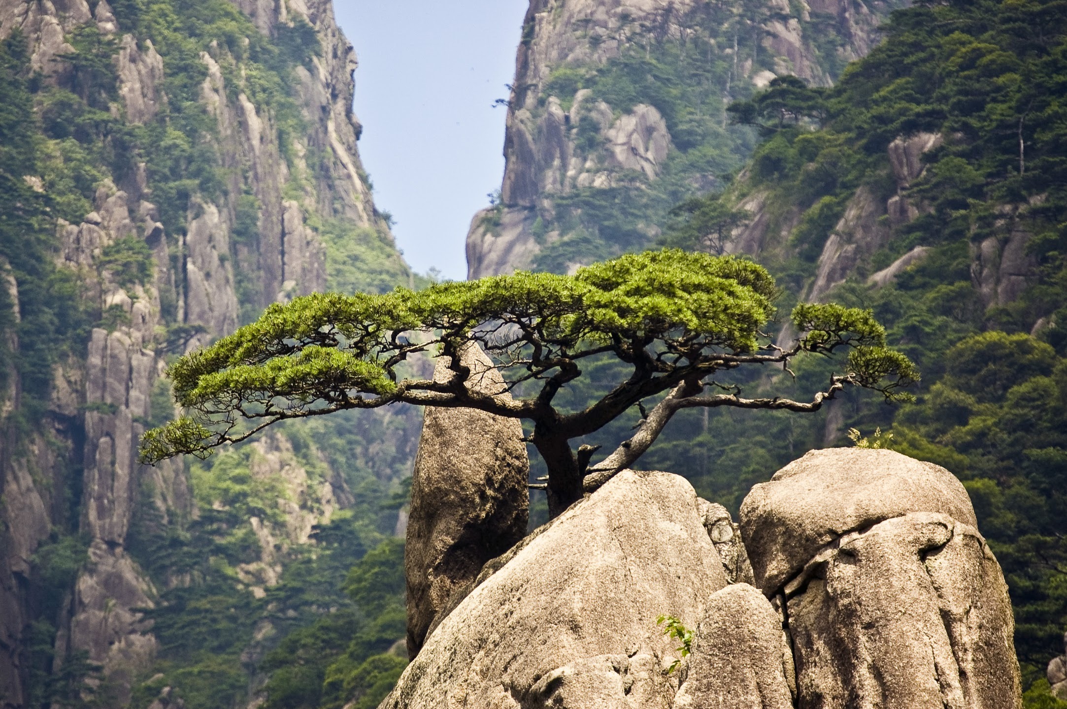 A spreading green pine growing among boulders against steep mountain cliffs